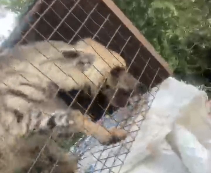 ضبع في قفص في عكار